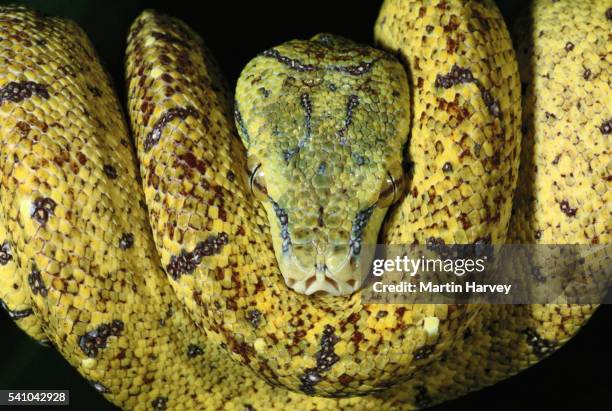 green tree python - spotted python stock pictures, royalty-free photos & images