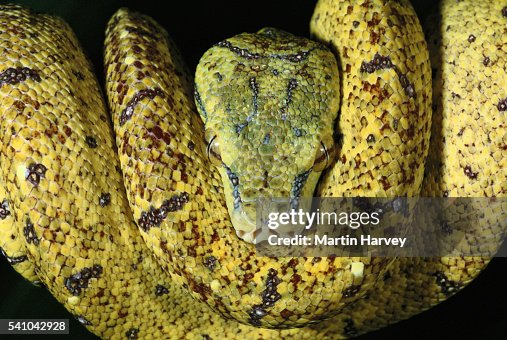 Green Tree Python Green Tree Python
