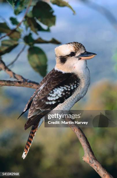 laughing kookaburra - laughing kookaburra stock-fotos und bilder