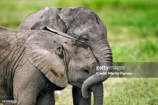 two african elephant calves playing together - elefante africano fotografías e imágenes de stock