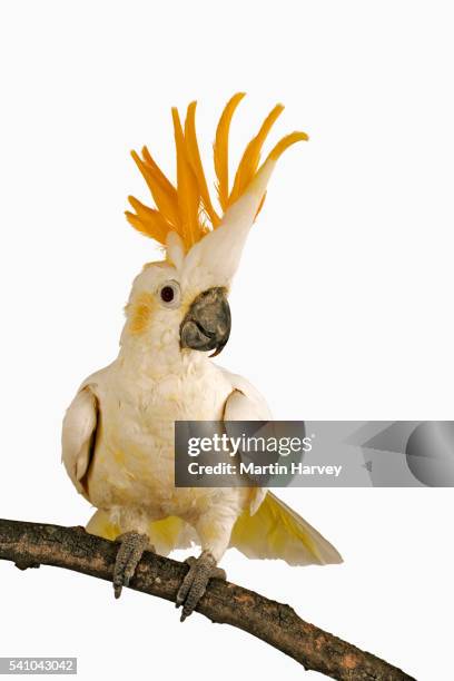 cockatoo - uppflugen på en gren bildbanksfoton och bilder
