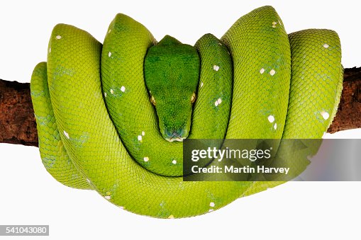 Green Tree Python Green Tree Python