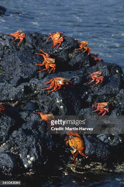 sally lightfood crabs - sally lightfoot crab stock pictures, royalty-free photos & images