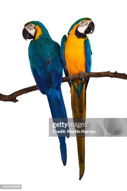 blue-and-gold macaws - blue and yellow macaws stock-fotos und bilder