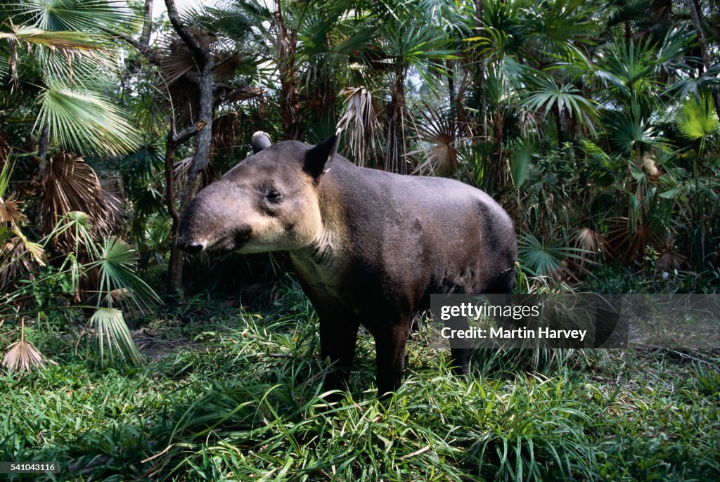 Central American Tapir