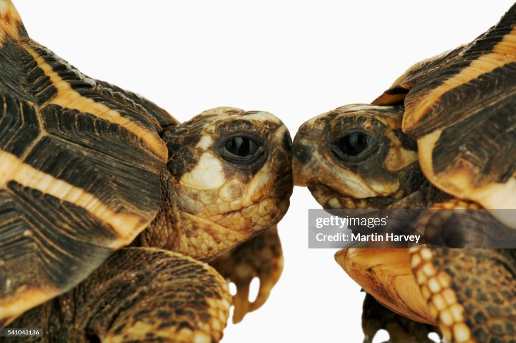 Common Spider Tortoise