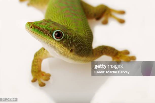 day gecko - gecko stock-fotos und bilder