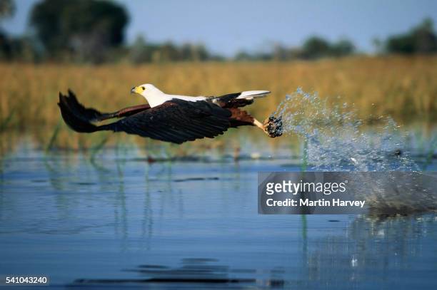 african fish eagle gliding - african fish eagle fotografías e imágenes de stock