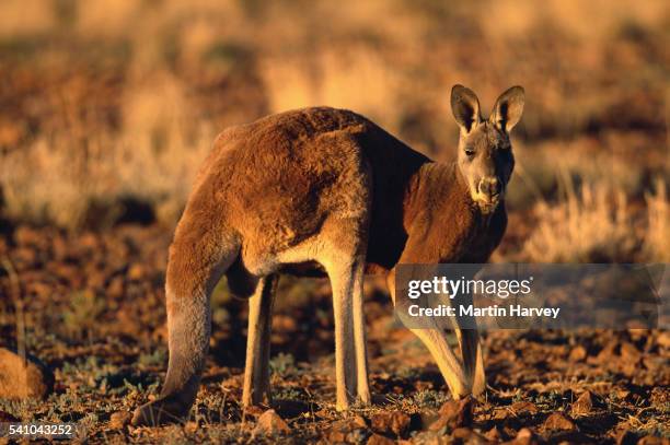 red kangaroo - rufus martin stock pictures, royalty-free photos & images