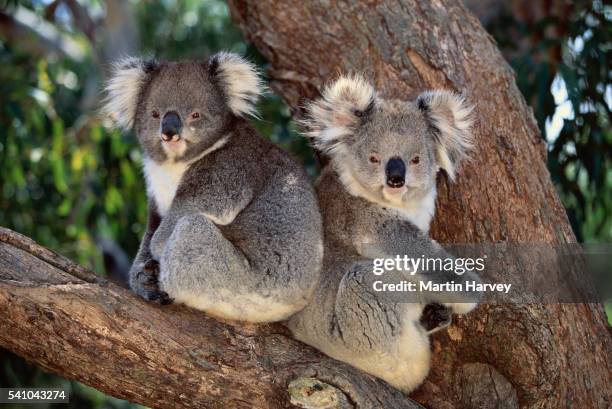 koala bears sitting in a tree - koala stock-fotos und bilder