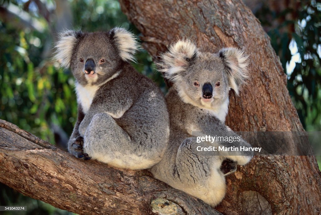 Koala Bears Sitting in a Tree