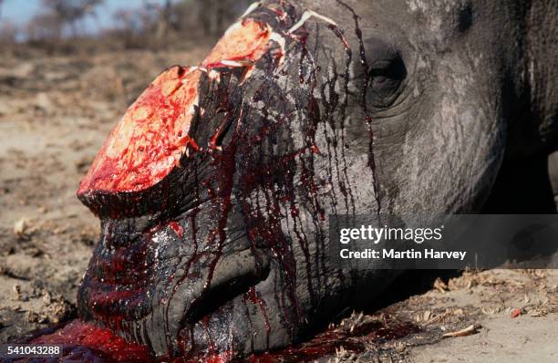 white rhino poached for horn - wildern stock-fotos und bilder