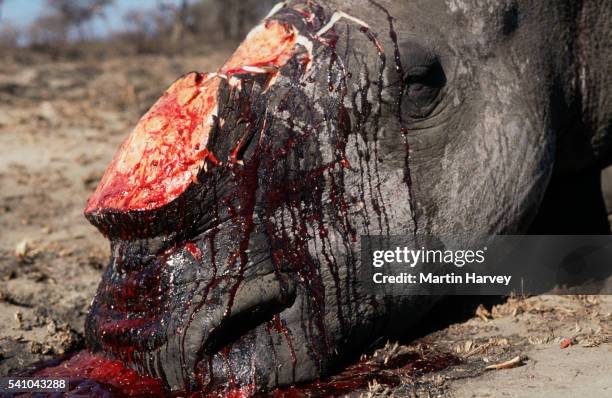 white rhino poached for horn - chasse illégale photos et images de collection