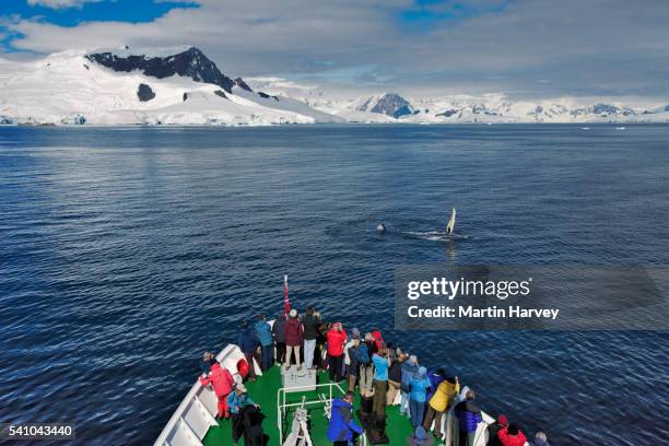 cruise passengers watching humpback whale - whale watching photos et images de collection