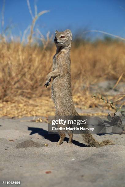 yellow mongoose standing on hind legs - mongoose stockfoto's en -beelden