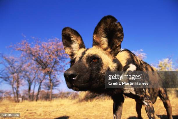 african wild dog - lycaon photos et images de collection