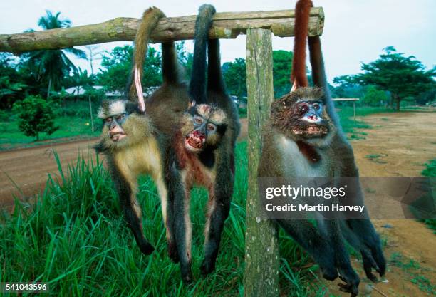 monkeys killed by subsistence hunters - poaching animal welfare 個照片及圖片檔