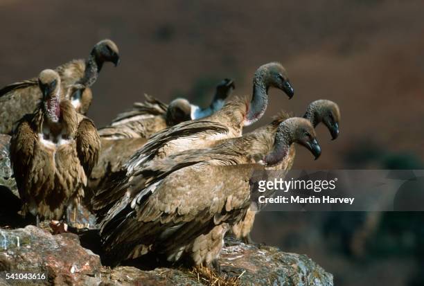 cape vultures - cape vulture stock pictures, royalty-free photos & images