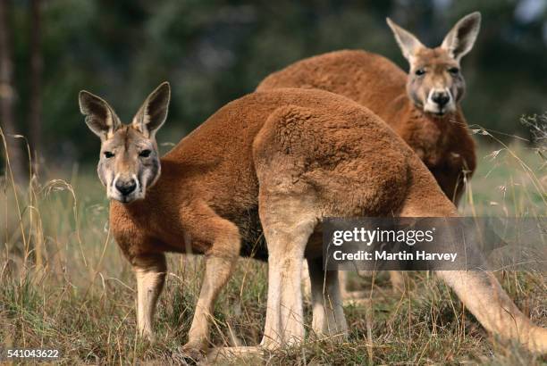 red kangaroos - rufus martin stock pictures, royalty-free photos & images