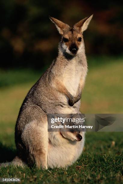 red-necked wallaby with joey in pouch - wallaby foto e immagini stock