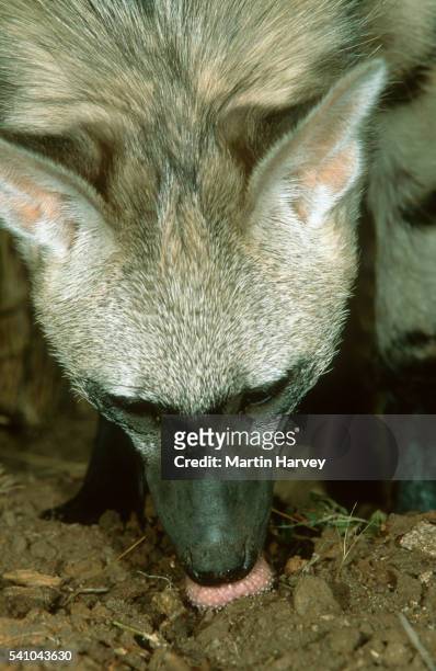 aardwolf feeding on harvester termites - aardwolf stock pictures, royalty-free photos & images
