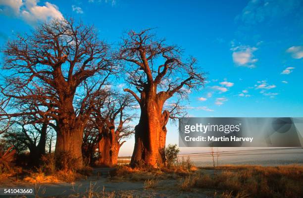 baobab trees in nxai pan national park - botswana stock-fotos und bilder