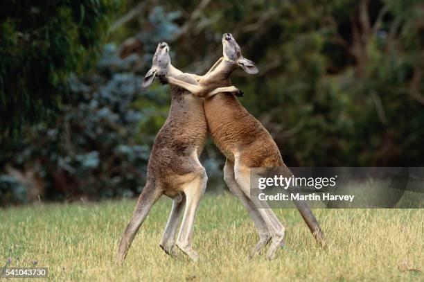 red kangaroos fighting - rufus martin stock pictures, royalty-free photos & images