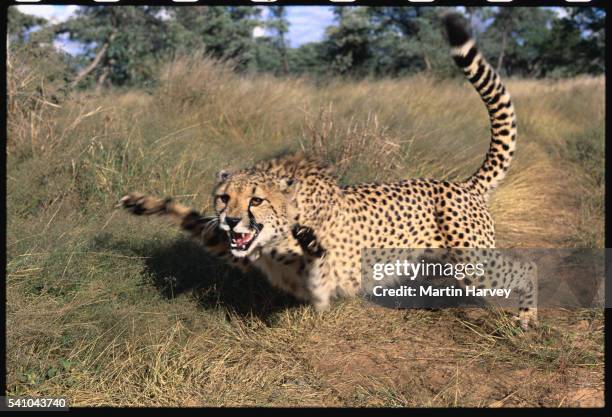 3,774 Martin Hunt Stock Photos, High-Res Pictures, and Images - Getty ...