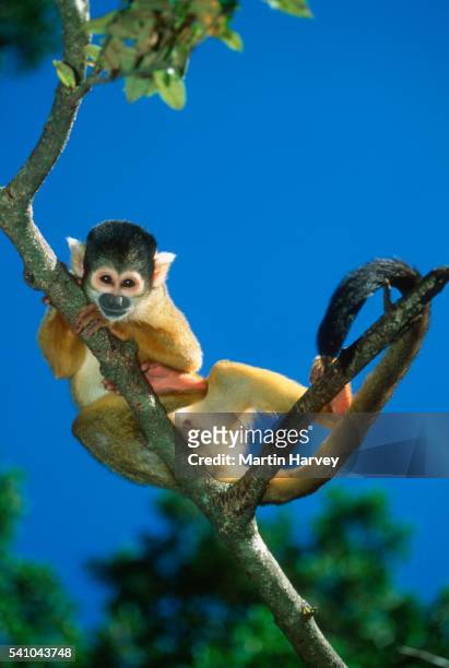 squirrel monkey on a tree branch - dödskalleapa bildbanksfoton och bilder