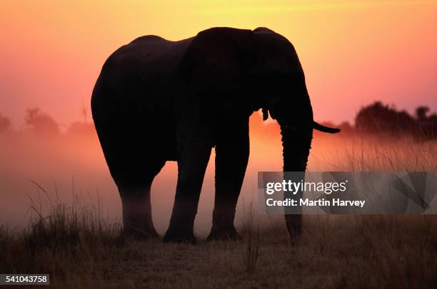 african elephant at sunset - african elephants sunset stock pictures, royalty-free photos & images