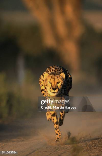 cheetah running - cheetah foto e immagini stock