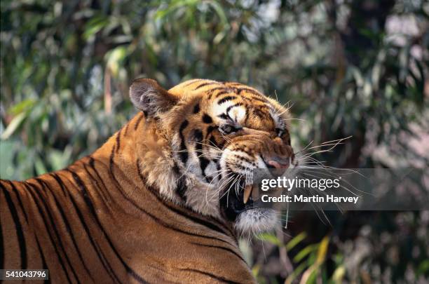 tiger snarling - snarling stockfoto's en -beelden