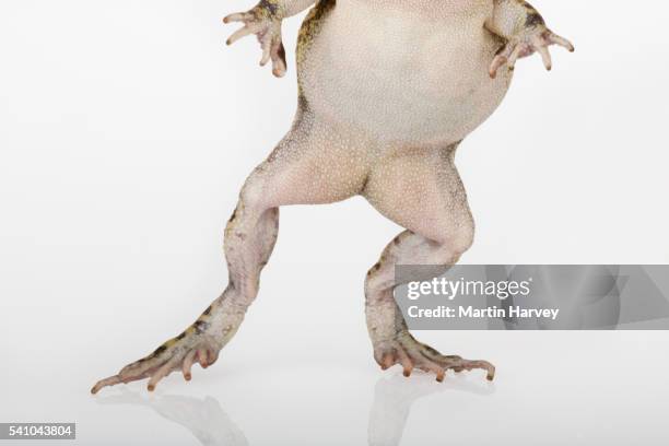Toad Standing Rear 102 Toad Standing Stock Photos, High-Res Pictures, and Images - Getty ...