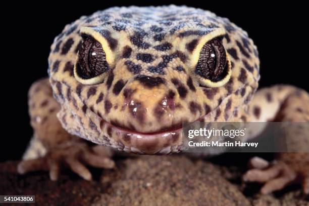 leopard gecko - leopard gecko stockfoto's en -beelden