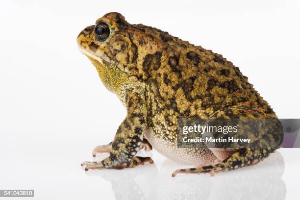 guttural toad - ヒキガエル属 ストックフォトと画像