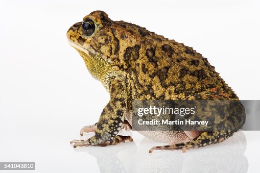 Guttural Toad Guttural Toad