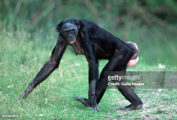 female pygmy chimpanzee quadrupedal knuckle walking - female animal stock pictures, royalty-free photos & images