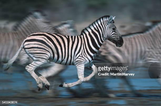 zebras running at water hole - zebra herd stock pictures, royalty-free photos & images
