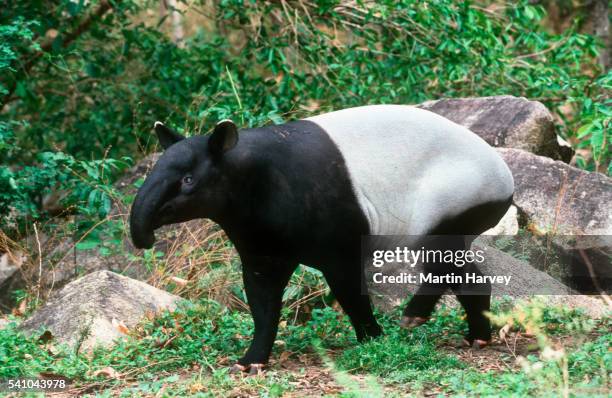close-up of malayan tapir - tapiro della malesia foto e immagini stock
