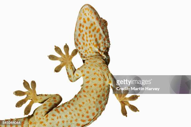 tokay gecko from below - lizard stock pictures, royalty-free photos & images