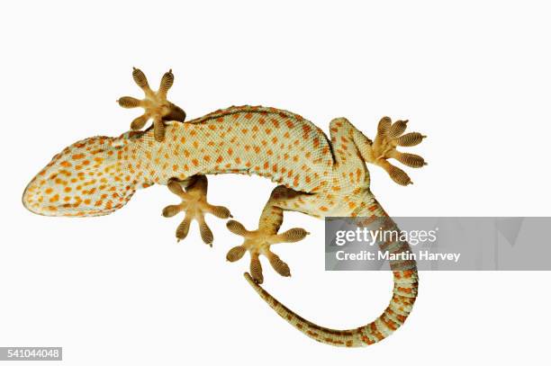 tokay gecko from below - geco foto e immagini stock