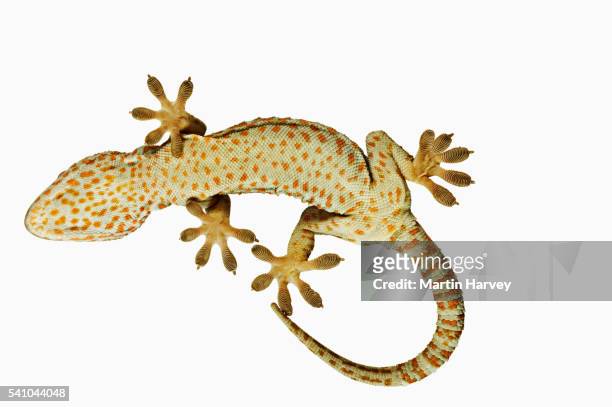 tokay gecko from below - geco 個照片及圖片檔