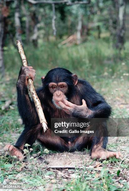 432 Monkey Using Tool Stock Photos, High-Res Pictures, and Images ...