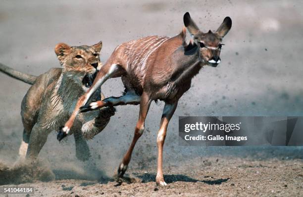 lion chasing kudu - antilop bildbanksfoton och bilder