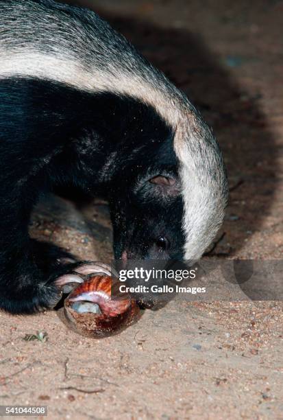 honey badger eating a snail - honey badger stock pictures, royalty-free photos & images