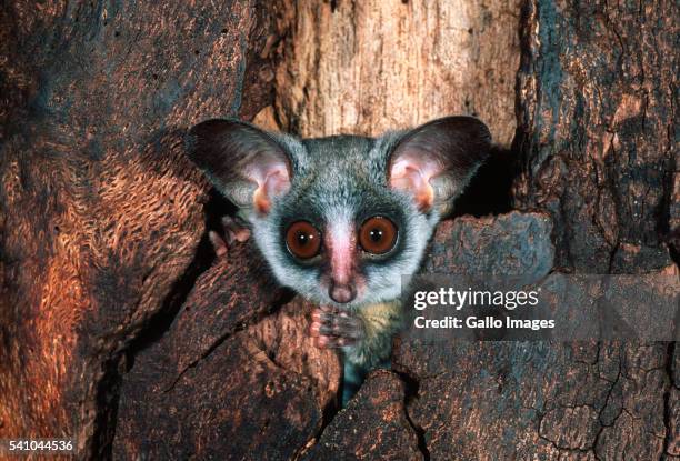 lesser bushbaby in tree trunk hole - bush baby stock pictures, royalty-free photos & images
