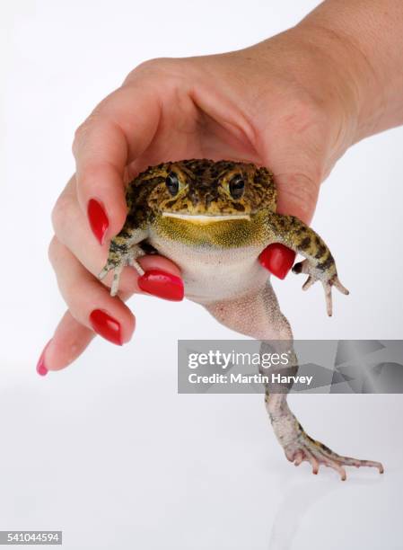 Toad Nails White Toad Photos and Premium High Res Pictures - Getty Images