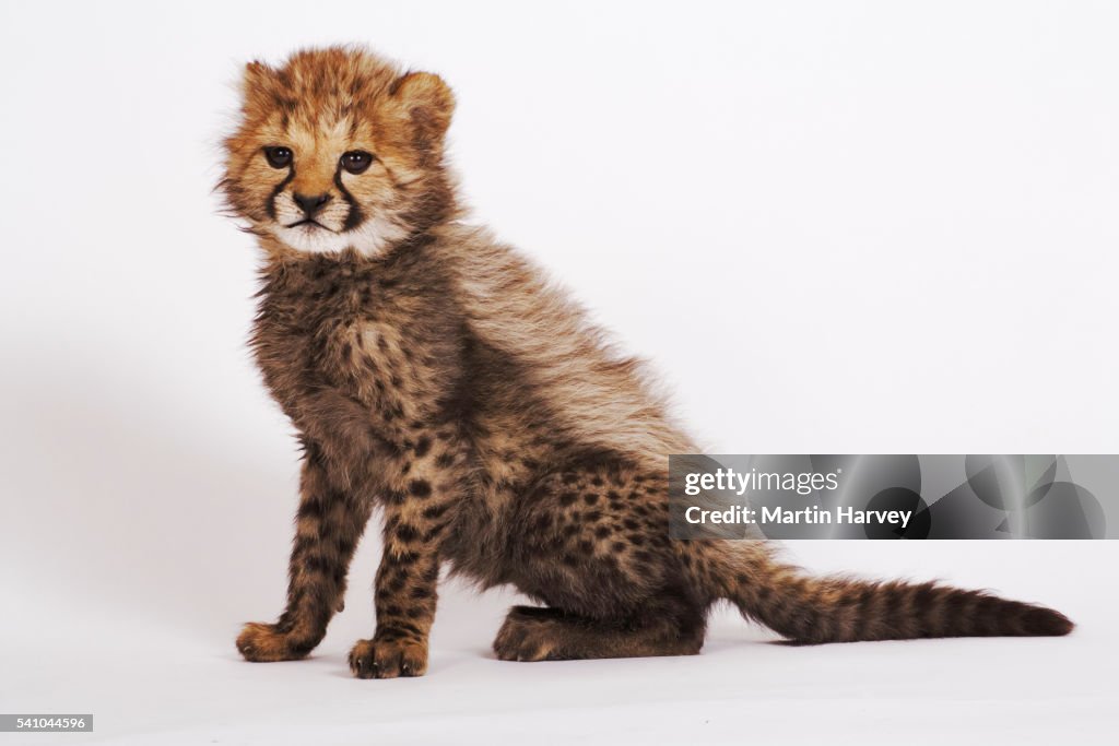White Cheetah Cub