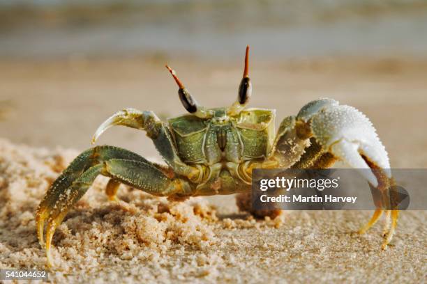 horned ghost crab on beach - mozambique beach stock pictures, royalty-free photos & images