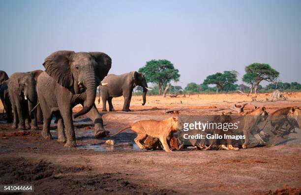 elephant bull charging lions at water hole - lion africa stock pictures, royalty-free photos & images